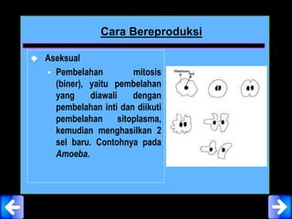 Cara Bereproduksi
 Aseksual
 Pembelahan mitosis
(biner), yaitu pembelahan
yang diawali dengan
pembelahan inti dan diikuti
pembelahan sitoplasma,
kemudian menghasilkan 2
sel baru. Contohnya pada
Amoeba.
 