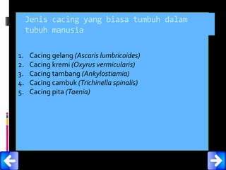 1. Cacing gelang (Ascaris lumbricoides)
2. Cacing kremi (Oxyrus vermicularis)
3. Cacing tambang (Ankylostiamia)
4. Cacing cambuk (Trichinella spinalis)
5. Cacing pita (Taenia)
Jenis cacing yang biasa tumbuh dalam
tubuh manusia
 