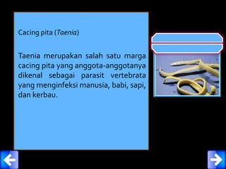 Cacing pita (Taenia)
Taenia merupakan salah satu marga
cacing pita yang anggota-anggotanya
dikenal sebagai parasit vertebrata
yang menginfeksi manusia, babi, sapi,
dan kerbau.
 