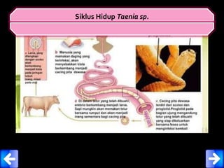 Siklus Hidup Taenia sp.
 