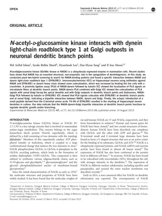 OPEN
ORIGINAL ARTICLE
N-acetyl-D-glucosamine kinase interacts with dynein
light-chain roadblock type 1 at Golgi outposts in
neuronal dendritic branch points
Md Ariful Islam1, Syeda Ridita Sharif1, HyunSook Lee2, Dae-Hyun Seog3 and Il Soo Moon1,2
N-acetylglucosamine kinase (GlcNAc kinase or NAGK) is a ubiquitously expressed enzyme in mammalian cells. Recent studies
have shown that NAGK has an essential structural, non-enzymatic role in the upregulation of dendritogenesis. In this study, we
conducted yeast two-hybrid screening to search for NAGK-binding proteins and found a speciﬁc interaction between NAGK and
dynein light-chain roadblock type 1 (DYNLRB1). Immunocytochemistry (ICC) on hippocampal neurons using antibodies against
NAGK and DYNLRB1 or dynein heavy chain showed some colocalization, which was increased by treating the live cells with a
crosslinker. A proximity ligation assay (PLA) of NAGK-dynein followed by tubulin ICC showed the localization of PLA signals on
microtubule ﬁbers at dendritic branch points. NAGK-dynein PLA combined with Golgi ICC showed the colocalization of PLA
signals with somal Golgi facing the apical dendrite and with Golgi outposts in dendritic branch points and distensions. NAGK-
Golgi PLA followed by tubulin or DYNLRB1 ICC showed that PLA signals colocalize with DYNLRB1 at dendritic branch points
and at somal Golgi, indicating a tripartite interaction between NAGK, dynein and Golgi. Finally, the ectopic introduction of a
small peptide derived from the C-terminal amino acids 74–96 of DYNLRB1 resulted in the stunting of hippocampal neuron
dendrites in culture. Our data indicate that the NAGK-dynein-Golgi tripartite interaction at dendritic branch points functions to
regulate dendritic growth and/or branching.
Experimental & Molecular Medicine (2015) 47, e177; doi:10.1038/emm.2015.48; published online 14 August 2015
INTRODUCTION
N-acetylglucosamine kinase (GlcNAc kinase or NAGK; EC
2.7.1.59) is a key salvage enzyme that is involved in mammalian
amino-sugar metabolism. This enzyme belongs to the sugar
kinase/heat shock protein 70/actin superfamily, which is
deﬁned by a fold consisting of two domains with the topology
βββαβαβα.1 Members of this superfamily catalyze ATP phos-
phoryl transfer or hydrolysis, which is coupled to a large
conformational change that induces the two domains to close.1
NAGK phosphorylates GlcNAc to GlcNAc-6-phosphate in the
GlcNAc recycling pathway, which leads to the formation of
uridine diphosphate (UDP)-GlcNAc. This compound is then
utilized to synthesize various oligosaccharide chains such as
N-/O-glycans and glycolipids,2–4 glycosaminoglycans5 and the
glycosyl phosphatidylinositol anchor of membrane-bound
glycoproteins.6
Since the initial characterization of NAGK as early as 1970,7
the molecular structure and properties of NAGK have been
widely studied. It has been found that the molecular weights of
rat and human NAGK are 37 and 39 kDa, respectively, and they
form homodimers in solution.8 Human and mouse genes for
NAGK have been cloned,9 and two crystal structures of homo-
dimeric human NAGK have been described; one complexes
with GlcNAc and the other with ADP and glucose.10 The
N-terminal small and C-terminal large domains have been
found to form a V-shaped structure that acts as an active center
for the binding of its substrates, GlcNAc and ATP.10 NAGK is a
ubiquitously expressed protein, and NAGK mRNA and enzyme
activity have been found in almost all tissues tested.9 The
expression of NAGK has also been conﬁrmed at the protein
level in different cell lines.11 In neurons, NAGK has been found
to be colocalized with microtubules (MTs) throughout the cell,
with stronger intensity in the dendrites.12 The expression of
NAGK in different nuclear subdomains, including speckles and
paraspeckles, and around the outer nuclear membrane was
described recently.13
Early in 2014, a non-canonical effect for NAGK on dendritic
arborization was reported. The overexpression of NAGK
1
Department of Anatomy, Dongguk Medical Institute, College of Medicine Dongguk University, Gyeongju, Republic of Korea; 2
Neuroscience Section,
Dongguk Medical Institute, College of Medicine Dongguk University, Gyeongju, Republic of Korea and 3
Departments of Biochemistry, College of Medicine
Inje University, Busan, Republic of Korea
Correspondence: Professor IS Moon, Department of Anatomy, College of Medicine, Dongguk University, 123 Dongdae-ro, Gyeongju 780-714, Republic of Korea.
E-mail: moonis@dongguk.ac.kr
Received 30 October 2014; revised 23 March 2015; accepted 10 April 2015
Experimental & Molecular Medicine (2015) 47, e177; doi:10.1038/emm.2015.48
& 2015 KSBMB. All rights reserved 2092-6413/15
www.nature.com/emm
 