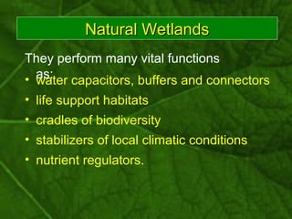 Natural WetlandsNatural Wetlands
• water capacitors, buffers and connectors
• nutrient regulators.
• life support habitats...