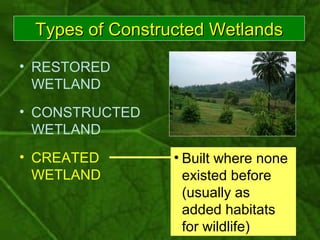 • RESTORED
WETLAND
• CONSTRUCTED
WETLAND
• CREATED
WETLAND
• Built where none
existed before
(usually as
added habitats
fo...