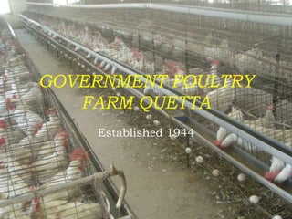 GOVERNMENT POULTRY
FARM QUETTA
Established 1944
 