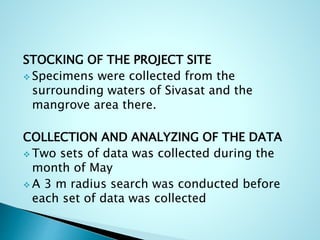 STOCKING OF THE PROJECT SITE
 Specimens were collected from the
surrounding waters of Sivasat and the
mangrove area there.
COLLECTION AND ANALYZING OF THE DATA
 Two sets of data was collected during the
month of May
 A 3 m radius search was conducted before
each set of data was collected
 