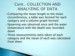  Comparing the mean length to the mean
circumference, a table was formed for each
category and a column graph formed.
 Spawning was observed once and the water
temperature with the depth was recorded
down
 Three measurements were taken of each
category and the mean of each was calculated
from them
 