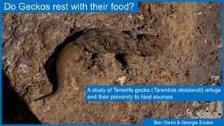 Do Geckos rest with their food?
A study of Tenerife gecko (Tarentola delalandii) refuge
and their proximity to food sources
Ben Owen & Georgie Eccles
 