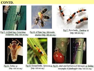 ROLE OF INTEGRATED PESTS MANAGEMENT IN RICE CULTIVATION | PPTX