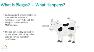 What is Biogas? - What Happens?
• Bacteria digest organic matter in
a very similar manner to
rumenants (cows / sheep). The
Energy is converted into
Methane gas.
• The gas can readily be used to
produce heat, electricity or be
used as vehicle fuel after
purification.
 