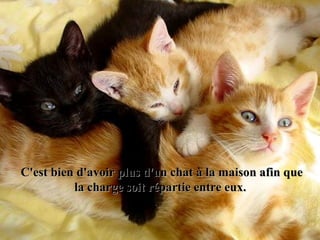C'est bien d'avoir plus d'un chat à la maison afin queC'est bien d'avoir plus d'un chat à la maison afin que
la charge soit répartie entre eux.la charge soit répartie entre eux.
 