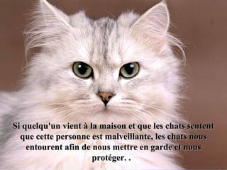 Si quelqu'un vient à la maison et que les chats sententSi quelqu'un vient à la maison et que les chats sentent
que cette personne est malveillante, les chats nousque cette personne est malveillante, les chats nous
entourent afin de nous mettre en garde et nousentourent afin de nous mettre en garde et nous
protéger.protéger. ..
 