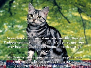 Si un chat errant entre dans votre maison et qu’ilSi un chat errant entre dans votre maison et qu’il
l’adopte comme étant sa maison, c'est parce que vousl’adopte comme étant sa maison, c'est parce que vous
avez besoin d'un chat à ce moment particulier deavez besoin d'un chat à ce moment particulier de
votre vie.votre vie.
Les chats errants se portent volontaires pour vousLes chats errants se portent volontaires pour vous
venir en aide. Ils ont quelque chose à vousvenir en aide. Ils ont quelque chose à vous
apporter…..Il n’y a pas de hasard...apporter…..Il n’y a pas de hasard...
 