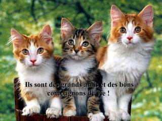 Ils sont des grands amis et des bonsIls sont des grands amis et des bons
compagnons de vie !compagnons de vie !
 