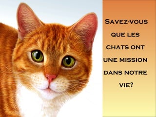 Savez-vous
que les
chats ont
une mission
dans notre
vie?
 
