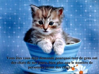 Vous êtes vous déjà demandé pourquoi tant de gens ontVous êtes vous déjà demandé pourquoi tant de gens ont
des chats de nos jours, bien plus que le nombre dedes chats de nos jours, bien plus que le nombre de
personnes ayant des chienspersonnes ayant des chiens ??
 