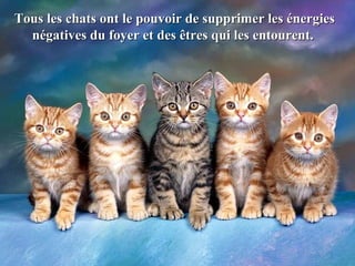 Tous les chats ont le pouvoir de supprimer les énergiesTous les chats ont le pouvoir de supprimer les énergies
négatives du foyer et des êtres qui les entourent.négatives du foyer et des êtres qui les entourent.
 