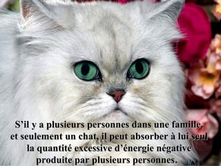 S’il y a plusieurs personnes dans une famille,S’il y a plusieurs personnes dans une famille,
et seulement un chat, il peut absorber à lui seulet seulement un chat, il peut absorber à lui seul
la quantité excessive d’énergie négativela quantité excessive d’énergie négative
produite par plusieurs personnesproduite par plusieurs personnes.
 
