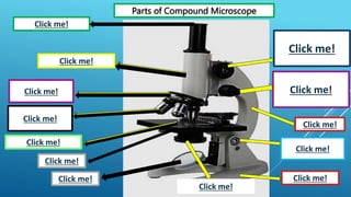 Click me!
Parts of Compound Microscope
Click me!
Click me!
Click me!
Click me!
Click me!
Click me!
Click me!
Click me!
Click me!
Click me!
Click me!
Click me!
 