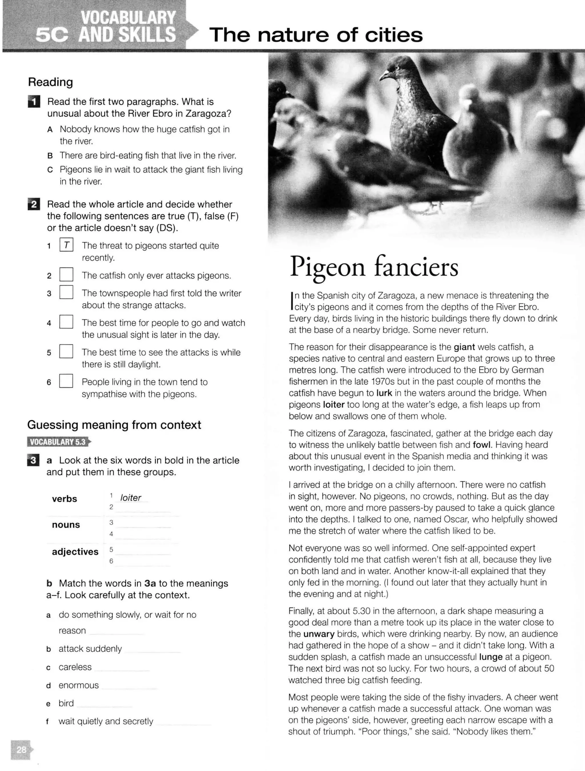 The nature of cities
Reading
D Read the first two paragraphs. What is
unusual about the River Ebro in Zaragoza?
A Nobody knows how the huge catfish got in
the river.
B There are bird-eating fish that live in the river.
c Pigeons lie in wait to attack the giant fish living
in the river.
fl Read the whole article and decide whether
the following sentences are true (T), false (F)
or the article doesn't say (OS).
2
3
4
5
[I] The threat to pigeons started quite
recently.
D The catfish only ever attacks pigeons.
D The townspeople had first told the writer
about the strange attacks.
D The best time for people to go and watch
the unusual sight is later in the day.
D The best time to see the attacks is while
there is still daylight.
6 D People living in the town tend to
sympathise with the pigeons.
Guessing meaning from context
E a Look at the six words in bold in the article
and put them in these groups.
verbs 1 loiter
2
nouns 3
4
adjectives 5
6
b Match the words in 3a to the meanings
a-f. Look carefully at the context.
a do something slowly, or wait for no
reason
b attack suddenly
c careless
d enormous
e bird
t wait quietly and secretly
Pigeon fanciers
In the Spanish city of Zaragoza, a new menace is threatening the
city's pigeons and it comes from the depths of the River Ebro.
Every day, birds living in the historic buildings there fly down to drink
at the base of a nearby bridge. Some never return.
The reason for their disappearance is the giant wels catfish, a
species native to central and eastern Europe that grows up to three
metres long. The catfish were introduced to the Ebro by German
fishermen in the late 1970s but in the past couple of months the
catfish have begun to lurk in the waters around the bridge. When
pigeons loiter too long at the water's edge, a fish leaps up from
below and swallows one of them whole.
The citizens of Zaragoza, fascinated, gather at the bridge each day
to witness the unlikely battle between fish and fowl. Having heard
about this unusual event in the Spanish media and thinking it was
worth investigating, I decided to join them.
I arrived at the bridge on a chilly afternoon. There were no catfish
in sight, however. No pigeons, no crowds, nothing. But as the day
went on, more and more passers-by paused to take a quick glance
into the depths. I talked to one, named Oscar, who helpfully showed
me the stretch of water where the catfish liked to be.
Not everyone was so well informed. One self-appointed expert
confidently told me that catfish weren't fish at all, because they live
on both land and in water. Another know-it-all explained that they
only fed in the morning. (I found out later that they actually hunt in
the evening and at night.)
Finally, at about 5.30 in the afternoon, a dark shape measuring a
good deal more than a metre took up its place in the water close to
the unwary birds, which were drinking nearby. By now, an audience
had gathered in the hope of a show - and it didn't take long. With a
sudden splash, a catfish made an unsuccessful lunge at a pigeon.
The next bird was not so lucky. For two hours, a crowd of about 50
watched three big catfish feeding.
Most people were taking the side of the fishy invaders. A cheer went
up whenever a catfish made a successful attack. One woman was
on the pigeons' side, however, greeting each narrow escape with a
shout of triumph. "Poor things," she said. "Nobody likes them."
 