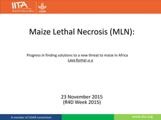 www.iita.orgA member of CGIAR consortium
Maize Lethal Necrosis (MLN):
23 November 2015
(R4D Week 2015)
Progress in finding solutions to a new threat to maize in Africa
Lava Kumar et al
 