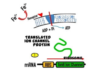 ATP
 TRANSLATED
ION CHANNEL
    PROTEIN

    S
    1
                 Ribosome
mRNA    RBS   TonB Ion Channel
 