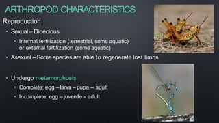 ARTHROPOD CHARACTERISTICS
Reproduction
• Sexual – Dioecious
• Internal fertilization (terrestrial, some aquatic)
or external fertilization (some aquatic)
• Asexual – Some species are able to regenerate lost limbs
• Undergo metamorphosis
• Complete: egg – larva – pupa – adult
• Incomplete: egg – juvenile - adult
 