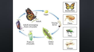 F2 zoo ppt