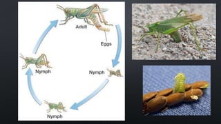 F2 zoo ppt