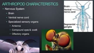 ARTHROPOD CHARACTERISTICS
• Nervous System
• Brain
• Ventral nerve cord
• Specialized sensory organs
• Antenna
• Compound eyes & ocelli
• Olfactory organs
 