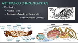 ARTHROPOD CHARACTERISTICS
• Respiration
• Aquatic - Gills
• Terrestrial – Book lungs (arachnids)
– Trachea/Spiracles (insects)
 