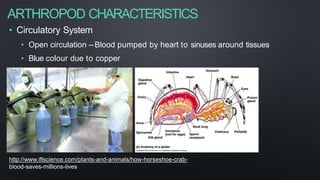 ARTHROPOD CHARACTERISTICS
• Circulatory System
• Open circulation – Blood pumped by heart to sinuses around tissues
• Blue colour due to copper
http://www.iflscience.com/plants-and-animals/how-horseshoe-crab-
blood-saves-millions-lives
 