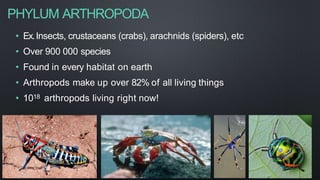 PHYLUM ARTHROPODA
• Ex.Insects, crustaceans (crabs), arachnids (spiders), etc
• Over 900 000 species
• Found in every habitat on earth
• Arthropods make up over 82% of all living things
• 1018 arthropods living right now!
 