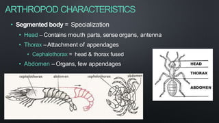 ARTHROPOD CHARACTERISTICS
• Segmented body = Specialization
• Head – Contains mouth parts, sense organs, antenna
• Thorax –Attachment of appendages
• Cephalothorax = head & thorax fused
• Abdomen – Organs, few appendages
 