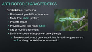 ARTHROPOD CHARACTERISTICS
• Exoskeleton = Protection
• Hard covering outside of ectoderm
• Made from chitin (protein)
• Protects organs
• Prevents water loss (waxy cuticle)
• Site of muscle attachment
• Limits the size an arthropod can grow (heavy!)
• Exoskeleton does not grow once it has formed – organism must
molt and regrow skeleton to increasesize
 