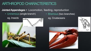 ARTHROPOD CHARACTERISTICS
JointedAppendages = Locomotion, feeding, reproduction
• Uniramous (single branch)
eg. Insects
• Biramous (two branches)
eg. Crustaceans
 