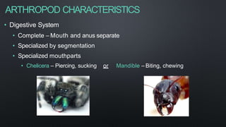 ARTHROPOD CHARACTERISTICS
• Digestive System
• Complete – Mouth and anus separate
• Specialized by segmentation
• Specialized mouthparts
• Chelicera – Piercing, sucking or Mandible – Biting, chewing
 