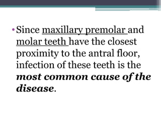 •Since maxillary premolar and
molar teeth have the closest
proximity to the antral floor,
infection of these teeth is the
most common cause of the
disease.
 