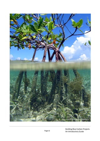 Page xi
Building Blue Carbon Projects
An Introductory Guide
Image credit K Fuller/Marine Photobank
 