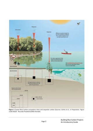 Page 2
Building Blue Carbon Projects
An Introductory Guide
Figure 1 Coastal Blue Carbon ecosystems store and sequester carbon (Sources: Schile et al., in Preparation. Figure
credit AGEDI - Riccardo Pravettoni/GRID-Arendal).
 