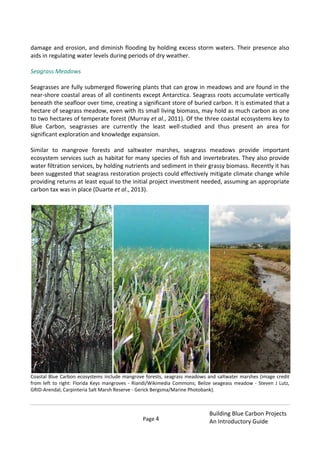 Page 4
Building Blue Carbon Projects
An Introductory Guide
damage and erosion, and diminish flooding by holding excess storm waters. Their presence also
aids in regulating water levels during periods of dry weather.
Seagrass Meadows
Seagrasses are fully submerged flowering plants that can grow in meadows and are found in the
near-shore coastal areas of all continents except Antarctica. Seagrass roots accumulate vertically
beneath the seafloor over time, creating a significant store of buried carbon. It is estimated that a
hectare of seagrass meadow, even with its small living biomass, may hold as much carbon as one
to two hectares of temperate forest (Murray et al., 2011). Of the three coastal ecosystems key to
Blue Carbon, seagrasses are currently the least well-studied and thus present an area for
significant exploration and knowledge expansion.
Similar to mangrove forests and saltwater marshes, seagrass meadows provide important
ecosystem services such as habitat for many species of fish and invertebrates. They also provide
water filtration services, by holding nutrients and sediment in their grassy biomass. Recently it has
been suggested that seagrass restoration projects could effectively mitigate climate change while
providing returns at least equal to the initial project investment needed, assuming an appropriate
carbon tax was in place (Duarte et al., 2013).
Coastal Blue Carbon ecosystems include mangrove forests, seagrass meadows and saltwater marshes (image credit
from left to right: Florida Keys mangroves - Riandi/Wikimedia Commons; Belize seageass meadow - Steven J Lutz,
GRID-Arendal; Carpinteria Salt Marsh Reserve - Gerick Bergsma/Marine Photobank).
 