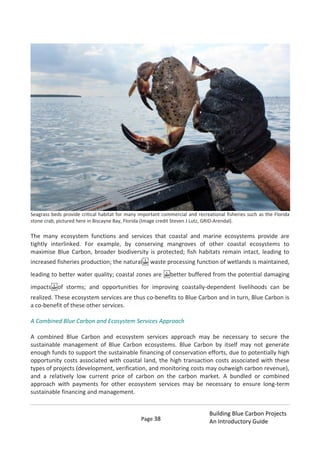 Page 38
Building Blue Carbon Projects
An Introductory Guide
Seagrass beds provide critical habitat for many important commercial and recreational fisheries such as the Florida
stone crab, pictured here in Biscayne Bay, Florida (Image credit Steven J Lutz, GRID-Arendal).
The many ecosystem functions and services that coastal and marine ecosystems provide are
tightly interlinked. For example, by conserving mangroves of other coastal ecosystems to
maximise Blue Carbon, broader biodiversity is protected; fish habitats remain intact, leading to
increased fisheries production; the natural  waste processing function of wetlands is maintained,
leading to better water quality; coastal zones are  better buffered from the potential damaging
impacts of storms; and opportunities for improving coastally-dependent livelihoods can be
realized. These ecosystem services are thus co-benefits to Blue Carbon and in turn, Blue Carbon is
a co-benefit of these other services.
A Combined Blue Carbon and Ecosystem Services Approach
A combined Blue Carbon and ecosystem services approach may be necessary to secure the
sustainable management of Blue Carbon ecosystems. Blue Carbon by itself may not generate
enough funds to support the sustainable financing of conservation efforts, due to potentially high
opportunity costs associated with coastal land, the high transaction costs associated with these
types of projects (development, verification, and monitoring costs may outweigh carbon revenue),
and a relatively low current price of carbon on the carbon market. A bundled or combined
approach with payments for other ecosystem services may be necessary to ensure long-term
sustainable financing and management.
 