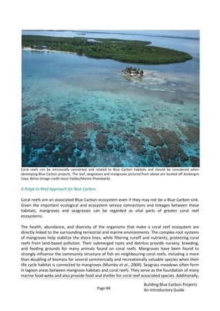 Page 44
Building Blue Carbon Projects
An Introductory Guide
Coral reefs can be intrinsically connected and related to Blue Carbon habitats and should be considered when
developing Blue Carbon projects. The reef, seagrasses and mangroves pictured from above are located off Ambergris
Caye, Belize (image credit Jason Valdez/Marine Photobank).
A Ridge to Reef Approach for Blue Carbon
Coral reefs are an associated Blue Carbon ecosystem even if they may not be a Blue Carbon sink.
Given the important ecological and ecosystem service connections and linkages between these
habitats, mangroves and seagrasses can be regarded as vital parts of greater coral reef
ecosystems.
The health, abundance, and diversity of the organisms that make a coral reef ecosystem are
directly linked to the surrounding terrestrial and marine environments. The complex root systems
of mangroves help stabilize the shore lines, while filtering runoff and nutrients, protecting coral
reefs from land-based pollution. Their submerged roots and detritus provide nursery, breeding,
and feeding grounds for many animals found on coral reefs. Mangroves have been found to
strongly influence the community structure of fish on neighbouring coral reefs, including a more
than doubling of biomass for several commercially and recreationally valuable species when their
life cycle habitat is connected to mangroves (Mumby et al., 2004). Seagrass meadows often form
in lagoon areas between mangrove habitats and coral reefs. They serve as the foundation of many
marine food webs and also provide food and shelter for coral reef associated species. Additionally,
 