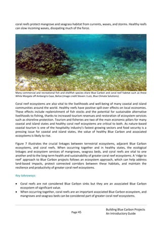 Page 45
Building Blue Carbon Projects
An Introductory Guide
coral reefs protect mangrove and seagrass habitat from currents, waves, and storms. Healthy reefs
can slow incoming waves, dissipating much of the force.
Many commercial and recreational fish and shellfish species share Blue Carbon and coral reef habitat such as these
White Margate off Ambergris Caye, Belize (image credit Steven J Lutz, Blue Climate Solutions).
Coral reef ecosystems are also vital to the livelihoods and well-being of many coastal and island
communities around the world. Healthy reefs have positive spill-over effects on local economies.
These effects include replenishment of fish stocks and the potential for sustainable alternative
livelihoods to fishing, thanks to increased tourism revenues and restoration of ecosystem services
such as shoreline protection. Tourism and fisheries are two of the main economic pillars for many
coastal and island states and healthy coral reef ecosystems are critical to both. As nature-based
coastal tourism is one of the hospitality industry’s fastest growing sectors and food security is a
pressing issue for coastal and island states, the value of healthy Blue Carbon and associated
ecosystems is likely to rise.
Figure 7 illustrates the crucial linkages between terrestrial ecosystems, adjacent Blue Carbon
ecosystems, and coral reefs. When occurring together and in healthy states, the ecological
linkages and ecosystem services of mangroves, seagrass beds, and coral reefs are vital to one
another and to the long-term health and sustainability of greater coral reef ecosystems. A ‘ridge to
reef’ approach to Blue Carbon projects follows an ecosystem approach, which can help address
land-based impacts, protect connected corridors between these habitats, and maintain the
resilience and productivity of greater coral reef ecosystems.
Key takeaways:
Coral reefs are not considered Blue Carbon sinks but they are an associated Blue Carbon
ecosystem of significant value.
When occurring together, coral reefs are an important associated Blue Carbon ecosystem, and
mangroves and seagrass beds can be considered part of greater coral reef ecosystems.
 