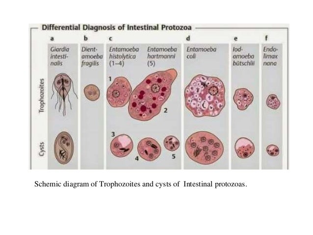 Intestinal protozoa ( Entamoeba, Giardia, Dientamoeba diagram of binary fission in amoeba 