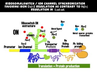 Ribosomalswitch / Ion channel synchronization
Favoring Iron (fe2+) regulation as contrary to Pb(2+)
                 Regulation in E.coli cell.



            Riboswitch ON                       Na+
             estructure                                      Na+ Pb+2
                                      Metal ligand
      ON        steam
                             Fe+2
                                       Pb+2                Metal operon proteins
                                                                  transcribed
               Fe+2                                 Na
                                    Fe
            Fe+2                 Transporter      Biding   Pb biding
Promoter Ion Channel              Protein        Protein    protein




                            Translation = Protein production
 