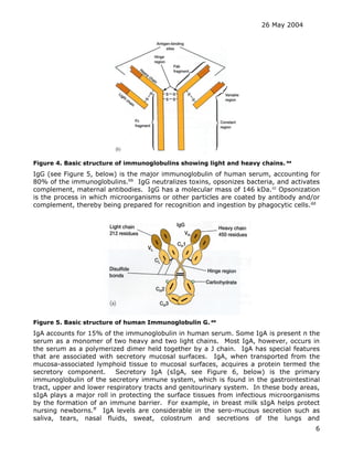 26 May 2004
6
Figure 4. Basic structure of immunoglobulins showing light and heavy chains. aa
IgG (see Figure 5, below) is the major immunoglobulin of human serum, accounting for
80% of the immunoglobulins.bb
IgG neutralizes toxins, opsonizes bacteria, and activates
complement, maternal antibodies. IgG has a molecular mass of 146 kDa.cc
Opsonization
is the process in which microorganisms or other particles are coated by antibody and/or
complement, thereby being prepared for recognition and ingestion by phagocytic cells.dd
Figure 5. Basic structure of human Immunoglobulin G. ee
IgA accounts for 15% of the immunoglobulin in human serum. Some IgA is present n the
serum as a monomer of two heavy and two light chains. Most IgA, however, occurs in
the serum as a polymerized dimer held together by a J chain. IgA has special features
that are associated with secretory mucosal surfaces. IgA, when transported from the
mucosa-associated lymphoid tissue to mucosal surfaces, acquires a protein termed the
secretory component. Secretory IgA (sIgA, see Figure 6, below) is the primary
immunoglobulin of the secretory immune system, which is found in the gastrointestinal
tract, upper and lower respiratory tracts and genitourinary system. In these body areas,
sIgA plays a major roll in protecting the surface tissues from infectious microorganisms
by the formation of an immune barrier. For example, in breast milk sIgA helps protect
nursing newborns.ff
IgA levels are considerable in the sero-mucous secretion such as
saliva, tears, nasal fluids, sweat, colostrum and secretions of the lungs and
 