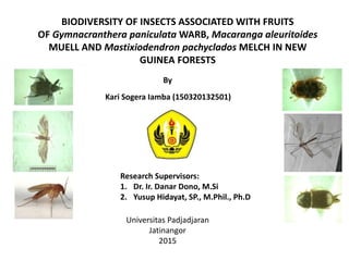 BIODIVERSITY OF INSECTS ASSOCIATED WITH FRUITS
OF Gymnacranthera paniculata WARB, Macaranga aleuritoides
MUELL AND Mastixiodendron pachyclados MELCH IN NEW
GUINEA FORESTS
By
Kari Sogera Iamba (150320132501)
Research Supervisors:
1. Dr. Ir. Danar Dono, M.Si
2. Yusup Hidayat, SP., M.Phil., Ph.D
Universitas Padjadjaran
Jatinangor
2015
 