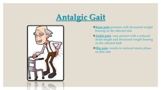 Antalgic Gait
Knee pain-presents with decreased weight
bearing on the affected side
Ankle pain- may present with a reduced
stride length and decreased weight bearing
on the affected limb
Hip pain- results in reduced stance phase
on that side
 