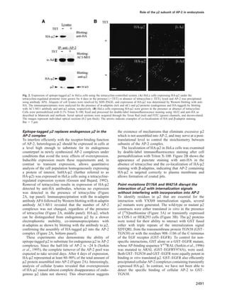 Role of the µ2 subunit of AP-2 in endocytosis
Fig. 2. Expression of epitope-tagged µ2 in HeLa cells using the tetracycline-controlled system. (A) HeLa cells expressing HA-µ2 under the
tetracycline-regulated promoter were grown for 4 days in the presence (ϩTET) or absence of tetracycline (–TET), lysed and AP-2 was precipitated
using antibody AP.6. Aliquots of cell lysates were resolved by SDS–PAGE, and expression of HA-µ2 was determined by Western blotting with anti-
HA. The immunoprecipitates were analyzed for the presence of α-adaptins (αA and αC) and µ2-proteins (endogenous and HA-tagged) by blotting
with AC1-M11 antibody and anti-µ2 serum, respectively. (B) HeLa cells expressing HA-µ2 were grown in the presence or absence of tetracycline.
Cells were permeabilized with 0.1% Triton X-100, ﬁxed and processed for double-label immunoﬂuorescence staining using Ab32 and anti-HA as
described in Materials and methods. Serial optical sections were acquired through the Texas Red (red) and FITC (green) channels, and deconvoluted.
The images represent individual optical sections (0.2 µm thick). The arrows indicate examples of co-localization of HA and β-adaptin staining.
Bar ϭ 5 µm.
Epitope-tagged µ2 replaces endogenous µ2 in the
AP-2 complex
To interfere efﬁciently with the receptor-binding function
of AP-2, heterologous µ2 should be expressed in cells at
a level high enough to substitute for its endogenous
counterpart in newly synthesized AP-2 complexes under
conditions that avoid the toxic effects of overexpression.
Inducible expression meets these requirements and, in
contrast to transient expression, allows quantitative
analysis of the cell population homogeneously expressing
a protein of interest. IntHA-µ2 (further referred to as
HA-µ2) was expressed in HeLa cells using a tetracycline-
regulated expression system (Gossen and Bujard, 1992).
Removal of tetracycline results in expression of HA-µ2
detected by anti-HA antibodies, whereas no expression
was detected in the presence of tetracycline (Figure
2A, top panel). Immunoprecipitation with the α-adaptin
antibody AP.6 followed by Western blotting with α-adaptin
antibody AC1-M11 revealed that the number of AP-2
complexes was not changed, regardless of the presence
of tetracycline (Figure 2A, middle panel). HA-µ2, which
can be distinguished from endogenous µ2 by a slower
electrophoretic mobility, co-immunoprecipitates with
α-adaptins as shown by blotting with the antibody to µ2,
conﬁrming the assembly of HA-tagged µ2 into the AP-2
complex (Figure 2A, bottom panel).
These experiments also demonstrate the ability of
epitope-tagged µ2 to substitute for endogenous µ2 in AP-2
complexes. Since the half-life of AP-2 is ~24 h (Sorkin
et al., 1995), the complete turnover of the AP-2 pool was
expected to take several days. After 4 days of expression,
HA-µ2 represented at least 80–90% of the total amount of
µ2 protein assembled into AP-2 (Figure 2A). Interestingly,
analysis of cellular lysates revealed that overexpression
of HA-µ2 caused almost complete disappearance of endo-
genous µ2 (data not shown). This observation suggests
2491
the existence of mechanisms that eliminate excessive µ2
which is not assembled into AP-2, and may serve at a post-
translational level to control the stoichiometry between
subunits of the AP-2 complex.
The localization of HA-µ2 in HeLa cells was examined
by double-label immunoﬂuorescence staining after cell
permeabilization with Triton X-100. Figure 2B shows the
appearance of punctate staining with anti-HA in the
absence of tetracycline and the co-localization of HA-µ2
staining with β-adaptins, indicating that AP-2 containing
HA-µ2 is targeted correctly to plasma membrane and
allows formation of coated pits.
Point mutations D176A and W421A disrupt the
interaction of µ2 with internalization signals
without interfering with incorporation into AP-2
To identify residues in µ2 that are essential for the
interaction with YXXΘ internalization signals, several
µ2 mutants were generated. The wild-type or mutant µ2
constructs were either translated in vitro in the presence
of [35S]methionine (Figure 3A) or transiently expressed
in COS-1 or HEK293 cells (Figure 3B). The µ2 proteins
were tested for their ability to interact with GST fused
either with triple repeats of the internalization signal
SDYQRL from the transmembrane protein TGN38 (GST–
TGN38) or with the residues 908–1186 of the C-terminus
of the EGF receptor (GST–EGFR). To control for non-
speciﬁc interactions, GST alone or a GST–EGFR mutant,
whose AP-binding sequence Y974RAL (Sorkin et al., 1996)
was mutated to ARAL (GST–EGFRY974A), were used.
Both GST–TGN38 and GST–EGFR were equally potent in
binding in vitro translated µ2. GST–EGFR also efﬁciently
precipitated cellular AP-2 complexes containing transiently
expressed HA-µ2. In contrast, we have not been able to
detect the speciﬁc binding of cellular AP-2 to GST–
TGN38.
 