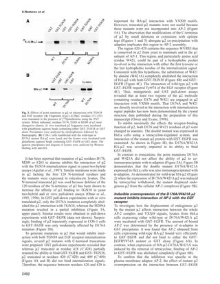 A.Nesterov et al.
Fig. 3. Effects of point mutations in µ2 on interactions with TGN38
and EGF receptor. (A) Fragments of µ2 (∆120µ2, residues 121–435)
were translated in the presence of [35S]methionine using the TNT
system. Where indicated, residues D176, D269 or M209 of µ2 were
changed to alanine. In vitro translated µ2 fragments were incubated
with glutathione–agarose beads containing either GST–TGN38 or GST
alone. Precipitates were analyzed by electrophoresis followed by
ﬂuorography. (B) COS-1 cells transfected with the wild-type or
D176A mutant HA-µ2 were lysed, and the lysates were incubated with
glutathione–agarose beads containing GST–EGFR or GST alone. The
agarose precipitates and aliquots of lysates were analyzed by Western
blotting with anti-HA.
It has been reported that mutation of µ2 residues D176,
M209 or F265 to alanine inhibits the interaction of µ2
with the TGN38 internalization signal in yeast two-hybrid
assays (Aguilar et al., 1997). Similar mutations were made
in µ2 lacking the ﬁrst 120 N-terminal residues and
the mutants were expressed in reticulocyte lysates. The
N-terminal truncated µ2 was used because deletion of the
120 residues of the N-terminus of µ2 has been shown to
increase the afﬁnity of µ2 binding to TGN38 in yeast
two-hybrid and in vitro pull-down assays (Ohno et al.,
1995, 1996). In GST pull-down experiments with in vitro
translated µ2, only the D176A mutation completely abol-
ished the µ2 interaction with TGN38, whereas the M209A
mutation resulted in a partial inhibition (Figure 3A,
upper panel). Similar results were obtained in pull-down
experiments with GST–EGFR (data not shown). Surpris-
ingly, binding of µ2 transiently expressed in COS-1 cells
to GST–EGFR was only moderately affected by D176A
mutation (Figure 3B).
To generate mutations in µ2 that would inhibit inter-
action with both TGN38 and EGF receptor internalization
signals, several µ2 mutants with C-terminal truncations
were prepared. GST pull-down experiments revealed that
whereas µ2 truncated at residue 428 (CЈ428) partially
retained the ability to bind GST–EGFR and GST–TGN38,
µ2 truncated at residues 420 (CЈ420) and 409 (CЈ409)
(Figure 4A and B) did not bind internalization signals.
Therefore, the sequence between residues 420 and 428 is
2492
important for HA-µ2 interaction with YXXΘ motifs.
However, truncated µ2 mutants were not useful because
these mutants were not incorporated into AP-2 (Figure
5A). The observation that modiﬁcations of the C-terminus
of µ2 by small deletions or extensions with epitope
tags (Figures 1 and 5) abrogate µ2 co-precipitation with
adaptins implicates this region in AP-2 assembly.
The region 420–428 contains the sequence WVRYI that
is conserved in µ2 from yeast to mammals and in the µ1
subunit of AP-1. This region, and particularly amino acid
residue W421, could be part of a hydrophobic pocket
involved in the interaction with either the ﬁrst tyrosine or
the last hydrophobic residue of the internalization signal.
Consistent with this hypothesis, the substitution of W421
by alanine (W421A) completely abolished the interaction
of HA-µ2 with both GST–TGN38 (Figure 4B) and GST–
EGFR (Figure 4C). The interaction of wild-type µ2 with
GST–EGFR required Tyr974 of the EGF receptor (Figure
4C). Thus, mutagenesis and GST pull-down assays
revealed that at least two regions of the µ2 molecule
containing residues D176 and W421 are engaged in µ2
interaction with YXXΘ motifs. That D176A and W421
are directly involved in the interaction with internalization
signal peptides has now been demonstrated by the crystal
structure data published during the preparation of this
manuscript (Owen and Evans, 1998).
To inhibit maximally the effects the receptor-binding
function of µ2, both D176 and W421 residues of µ2 were
changed to alanines. The double mutant was expressed in
HeLa cells using a tetracycline-regulated system, and
interaction of the mutant µ2 protein with GST–EGFR was
examined. As shown in Figure 4D, the D176A/W421A
HA-µ2 was severely impaired in its ability to bind
GST–EGFR.
In contrast to truncations, the point mutations D176A
and W421A did not affect the ability of µ2 to co-
immunoprecipitate with α-adaptins (Figure 5A). Figure 5B
demonstrates that the double mutant D176A/W421A
expressed in HeLa cells was also immunoprecipitated with
α-adaptins. As demonstrated for wild-type HA-µ2 (Figure
2) when the expression of D176A/W421A µ2 was induced
by tetracycline withdrawal, the mutant displaced endo-
genous µ2 from the cellular AP-2 complexes (Figure 5B).
Inducible overexpression of the D176A/W421A µ2
mutant inhibits interaction of AP-2 with the EGF
receptor
To investigate how the displacement of endogenous µ2
by the mutant µ2 affects interaction between the whole
AP-2 complex and YXXΘ signals, lysates from HeLa
cells expressing either wild-type or D176A/W421A µ2
were incubated with GST–EGFR. The amount of bound
AP-2 was determined by the presence of α-adaptin in
GST precipitates. It was found that AP-2 obtained from
cells expressing wild-type HA-µ2 bound very efﬁciently
to GST–EGFR and did not bind to either the GST–
EGFRY974A mutant or GST alone (Figure 6A). In
contrast, when expression of HA-µ2-D176A/W421A was
induced by the removal of tetracycline, binding of AP-2
to GST–EGFR was abolished completely (Figure 6B).
To conﬁrm that the inhibition was speciﬁc to the
plasma membrane adaptor AP-2, the effect of mutant µ2
overexpression on the interaction between GST–EGFR
 